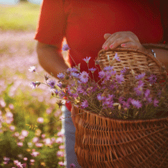 Close up of a happy woman picking wildflowers
